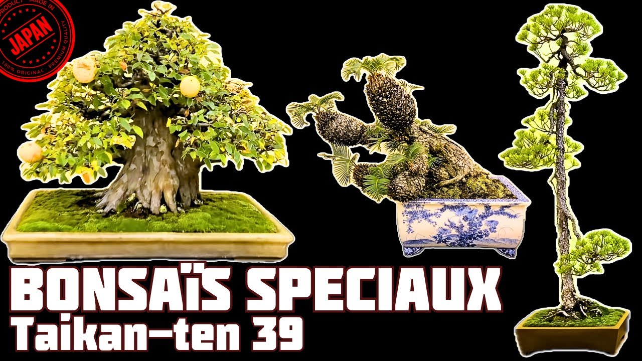 Les Bonsaïs SPÉCIAUX de la TAIKAN-TEN 39 🇯🇵 NEJIKAN BONSAI 🇯🇵