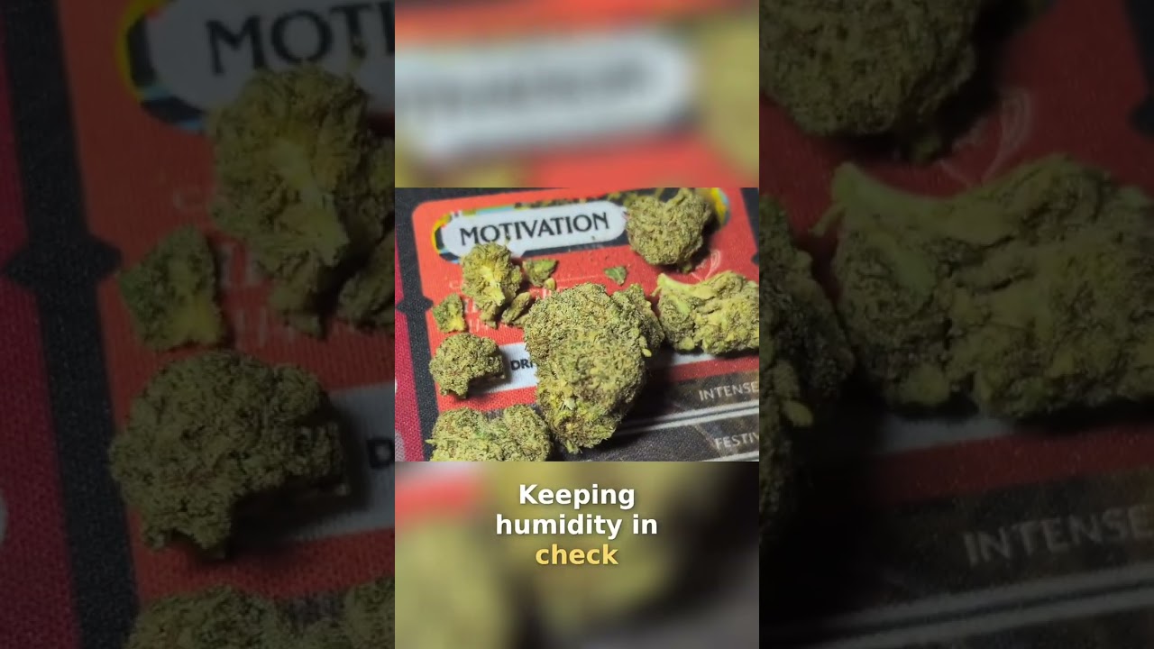 Grow Blue Dream: Beginner's Guide to Cultivating Success #shorts