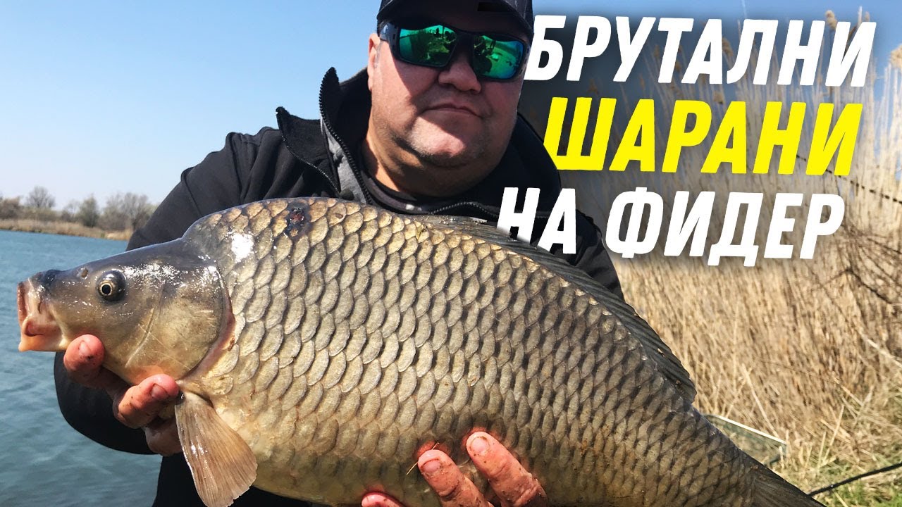Брутални ШАРАНИ на фидер _ II част