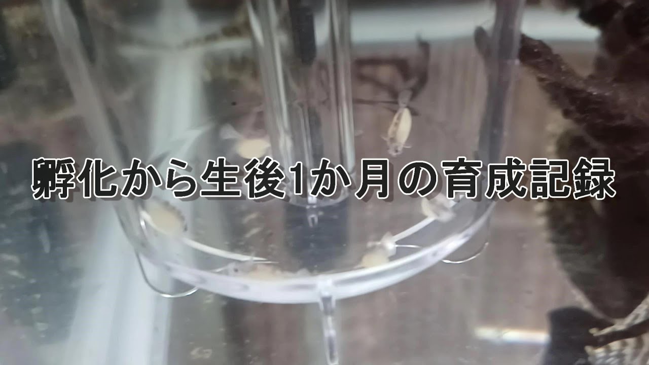 クイーンアラベスクプレコの孵化から生後1か月まで