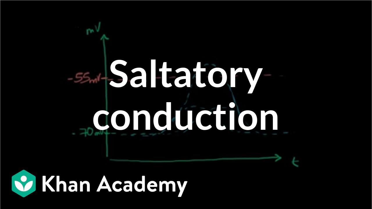 Saltatory conduction in neurons | Human anatomy and physiology | Health & Medicine | Khan Academy
