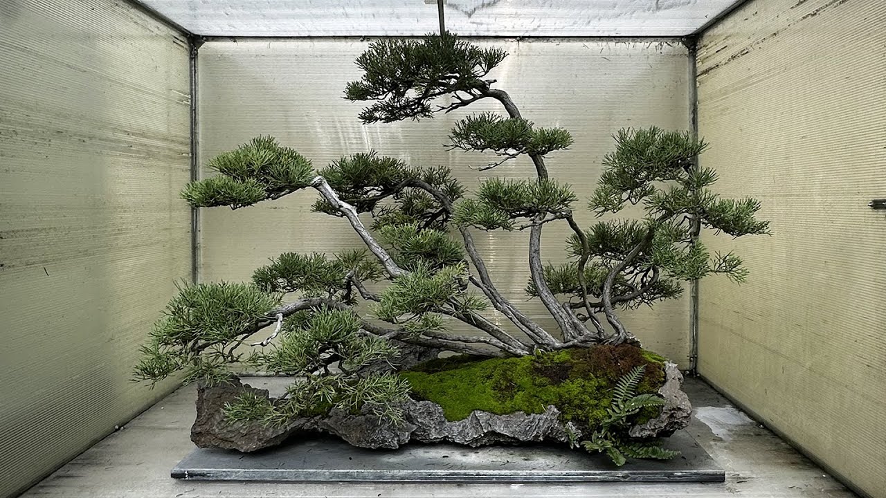 Minute Cypress Scale