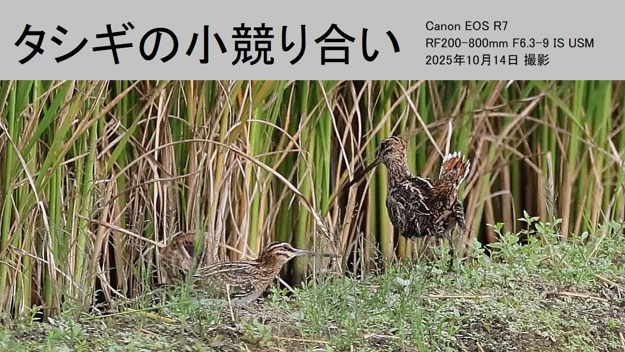 タシギの小競り合い