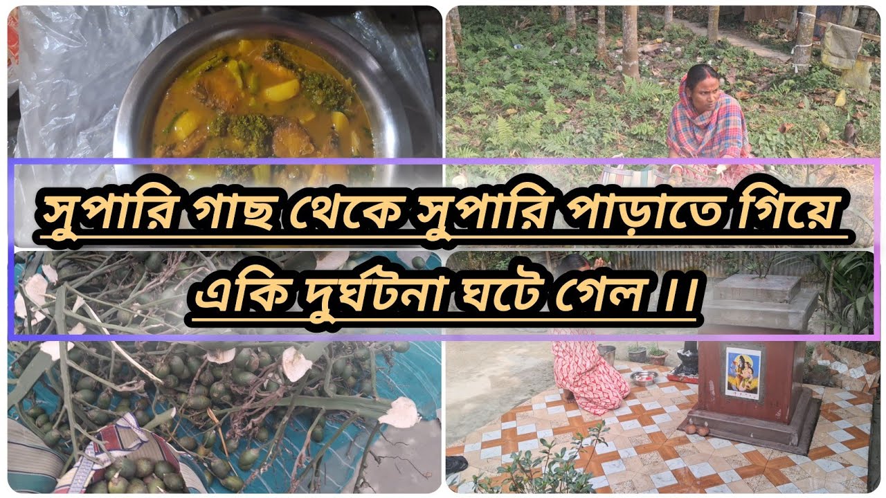 ।। বড় মশাই এতগুলো সুপারি গাছ থেকে নামিয়ে নিল কি করবে ।।