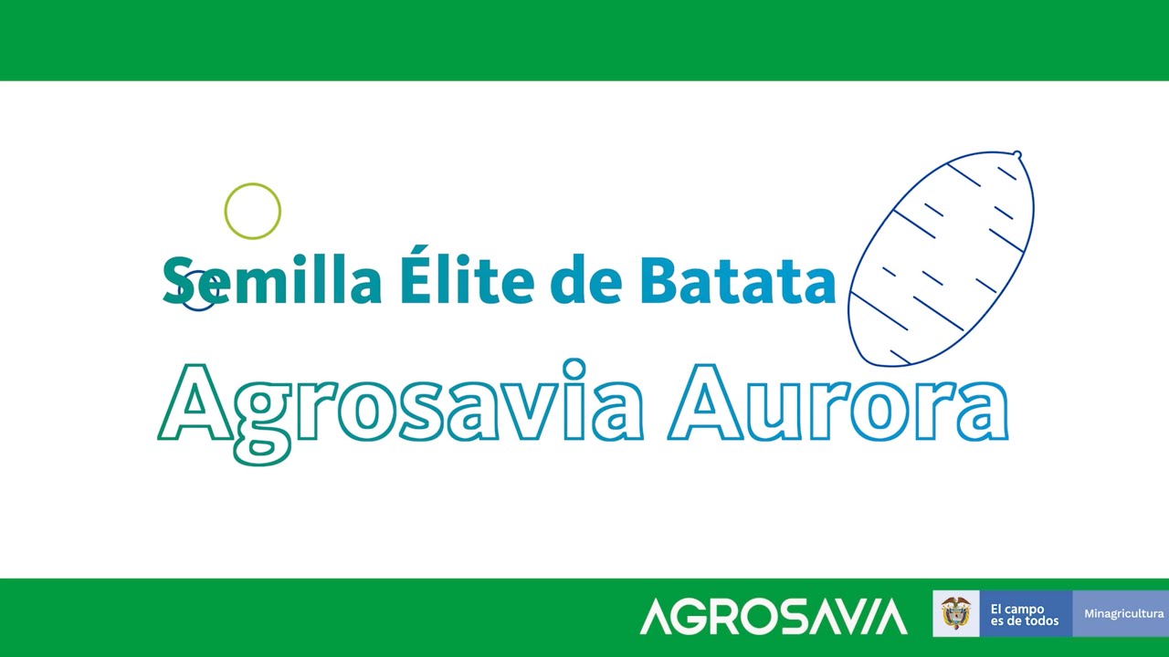 Producción y escalamiento de semilla de alta calidad de batata Agrosavia Aurora