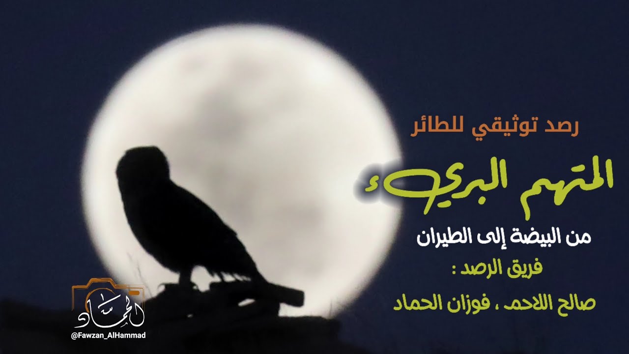 رصد توثيقي من محافظة الشماسية بالقصيم للطائر المتهم البريء البومة النسارية الفرعونية Bubo Ascalaphus