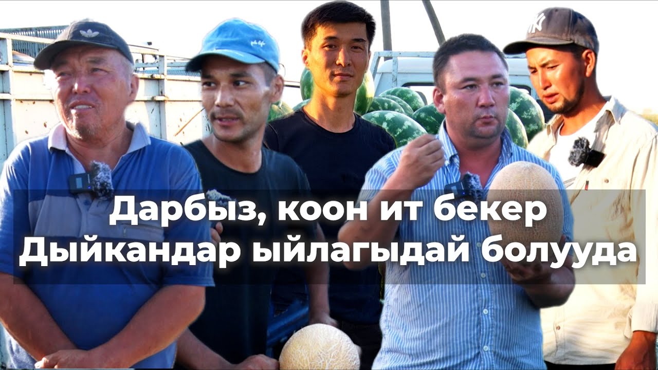 Дарбыз, коонун сата албай саргайган Жалал-Абаддын дыйкандары