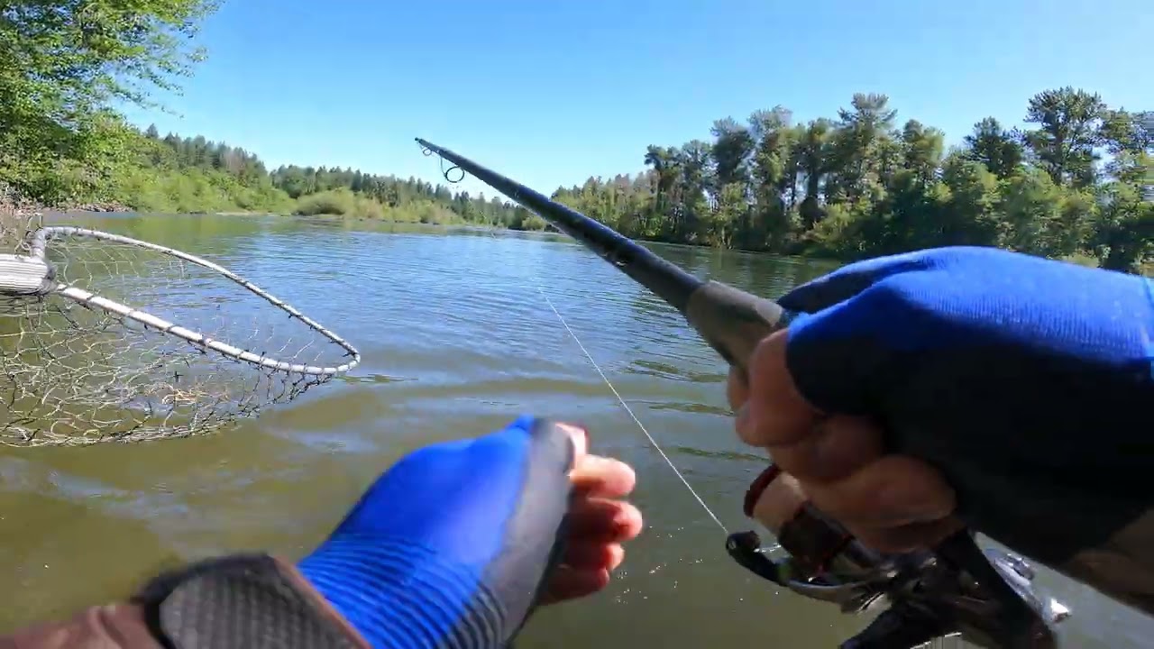 First Cast, Fish on,Summer Steelhead!