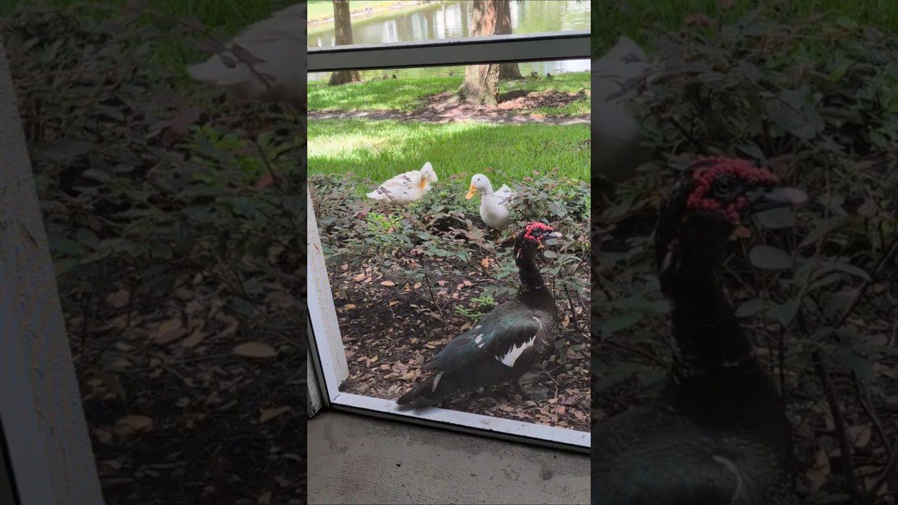 Male Muscovy Duck Wags Tail Innocently by 6 Eggs in Nest & Pekin Ducks Quack in Protest! Oviedo