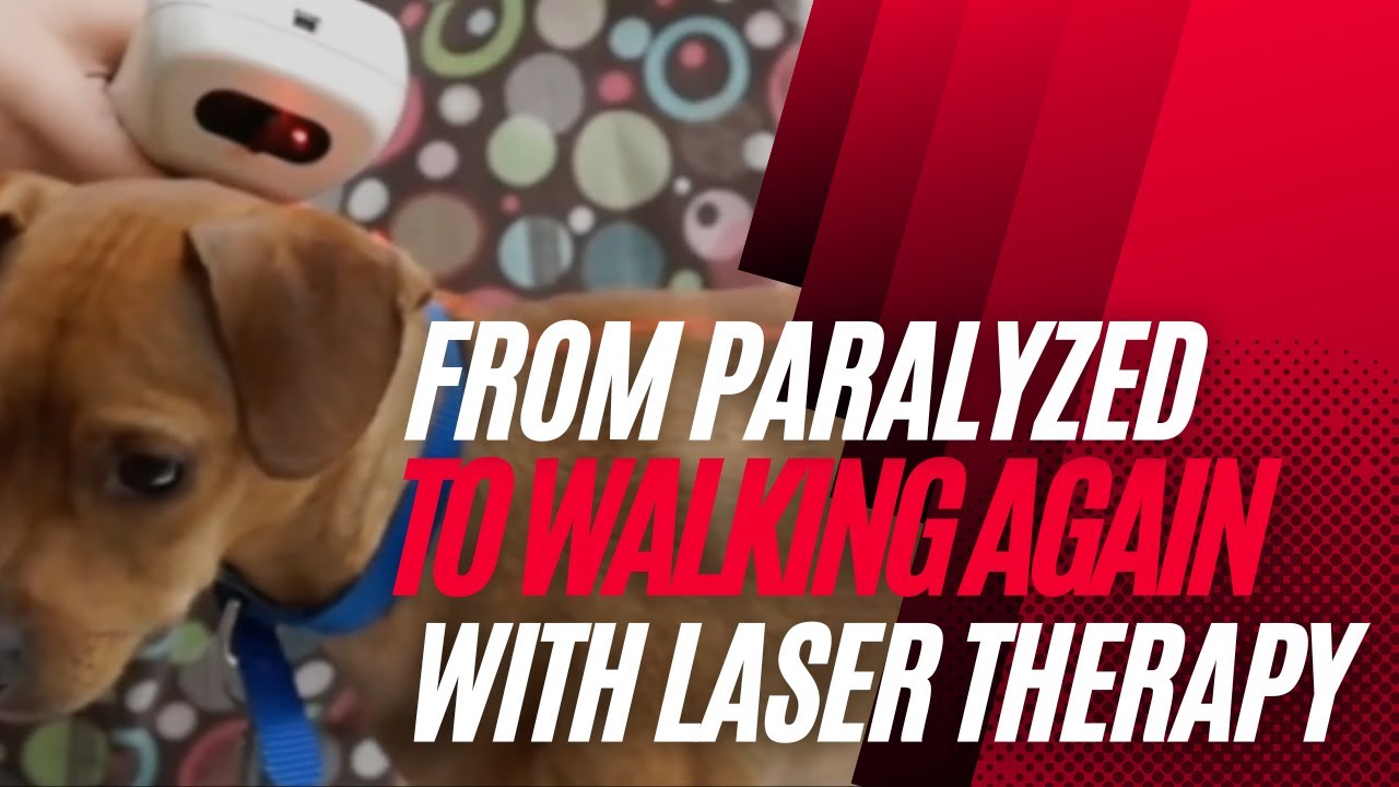 From Paralyzed to Walking with Erchonia Veterinary Laser Therapy