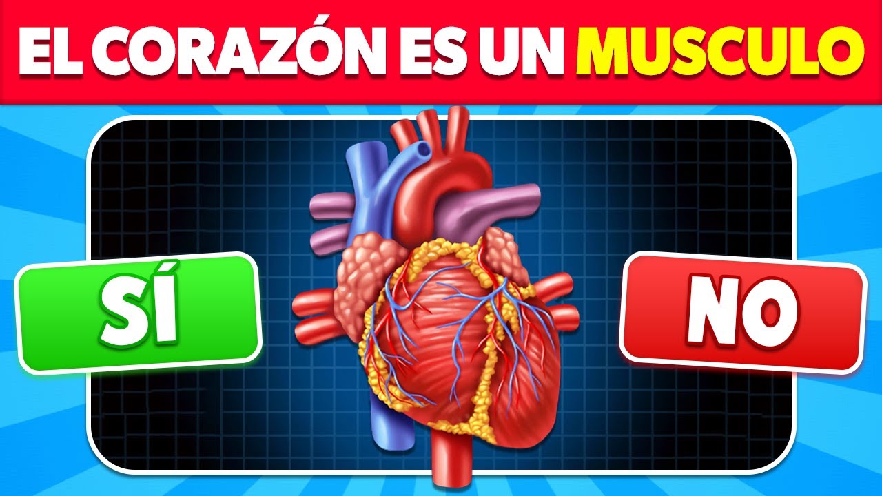 &iquest;Cu&aacute;nto Sabes del CUERPO HUMANO? 🧠🫁👁️ | Test de Anatom&iacute;a🫀