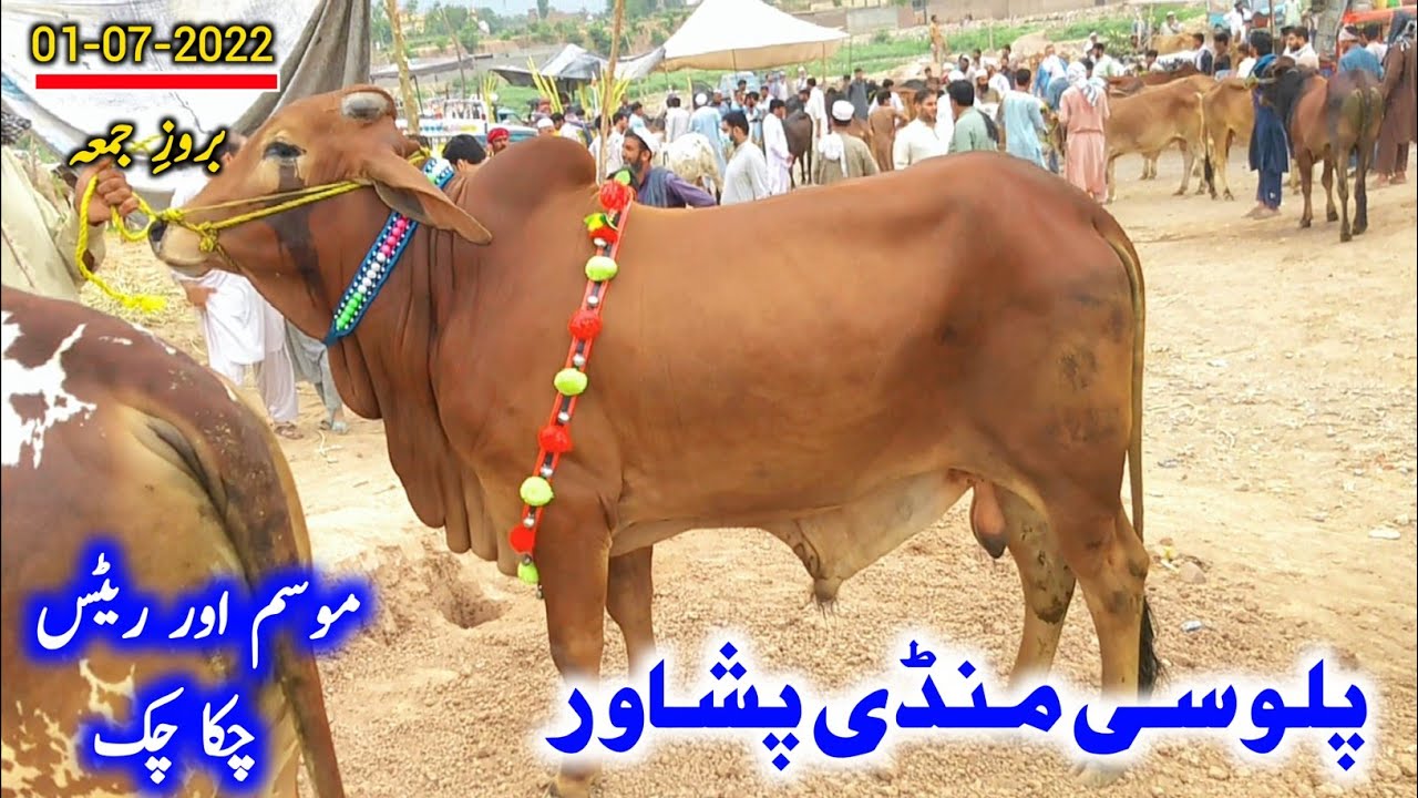 Palosi Mandi Peshawar 2022 latest updates | Peshawar Palosi Cow Mandi 2022