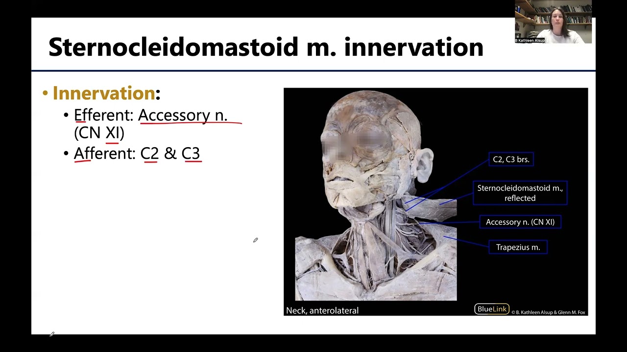 MSK3 MusclesNeckBack