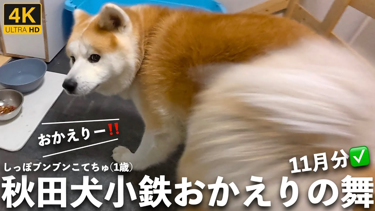 秋田犬こてちゅおかえりの舞詰め合わせ