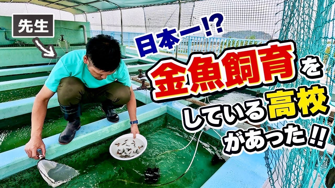 【金魚部】三河湾の豊かな自然に囲まれた高校！1500匹以上の金魚を飼育‼︎豊富な知識の先生と金魚大好きな生徒たちが集う全国でも珍しい部活をお届けします。