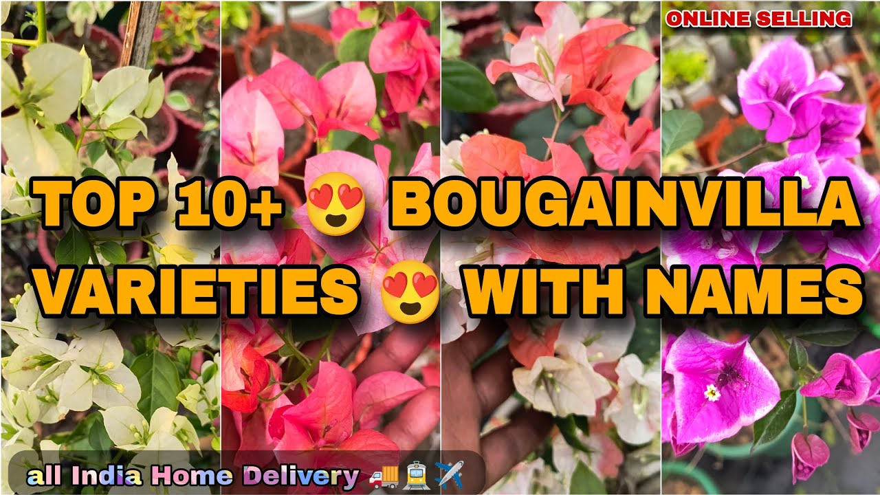 🔴 TOP 10+ 😍 BOUGAINVILLEA VARITIES 😍 WITH NAMES// ALL INDIA HOME DELIVERY 🚚✈️// ONLINE SELLING 