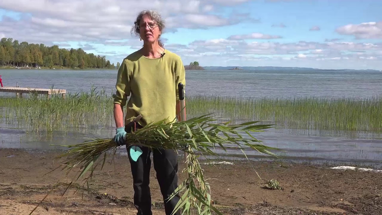 How to Control Invasive Phragmites - The Manitoulin Phragmites Project