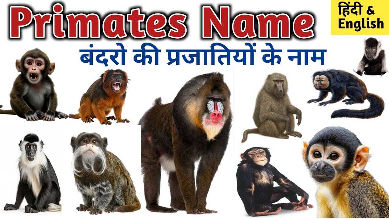 Primates Name l Monkey's Name l बंदरो की प्रजातियों के नाम l Different types of Monkey's l Monkeys