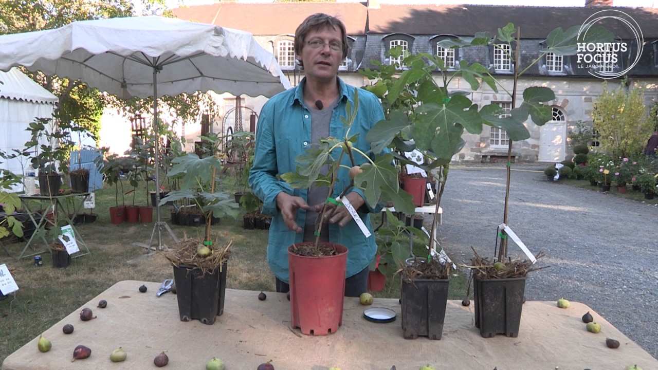 Conseil d'experts : Comment entretenir son figuier