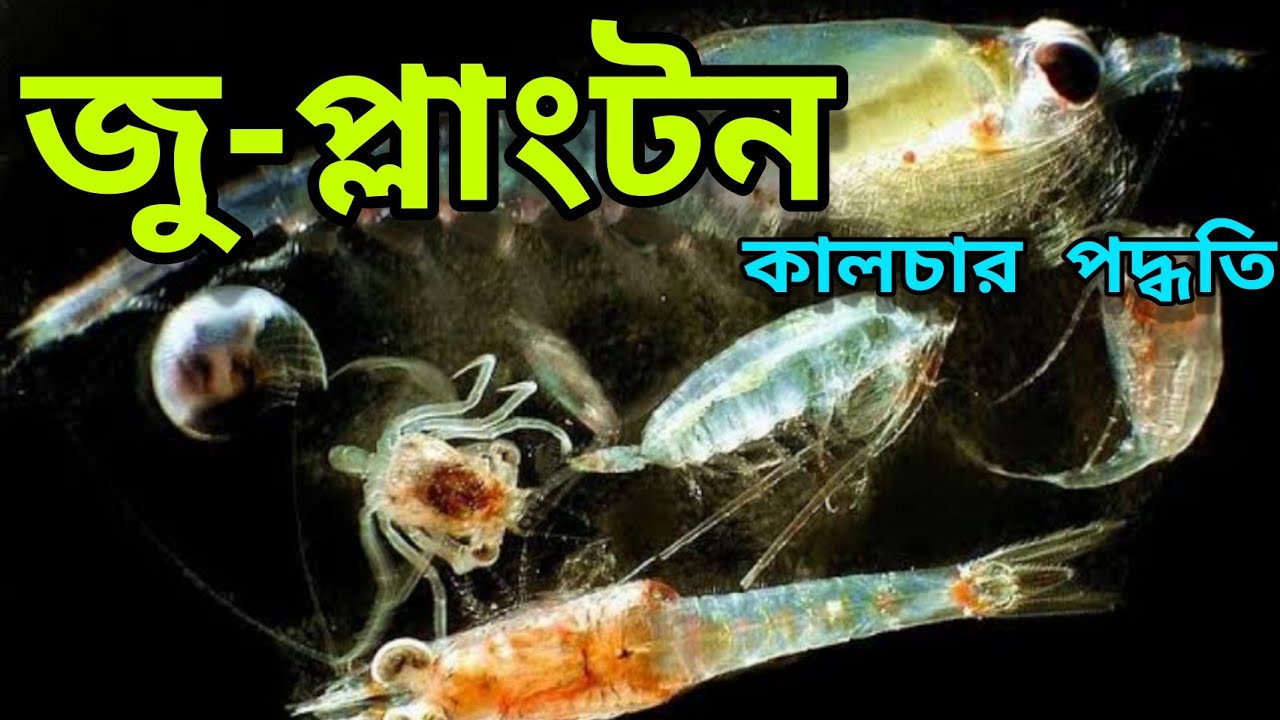 Zooplankton Production in Fish Pond | Natural Food making for Fish | How to Develop Plankton in Pond