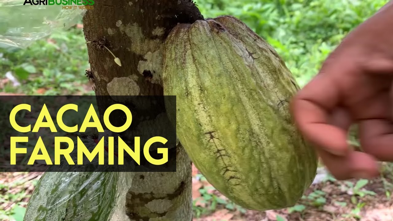 CACAO FARMING: Native Cacao is Better than Hybrid Variety