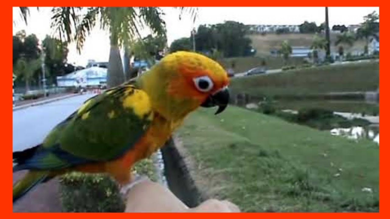 sun conure free flight training 5｜金太阳鹦鹉放飞训练 5