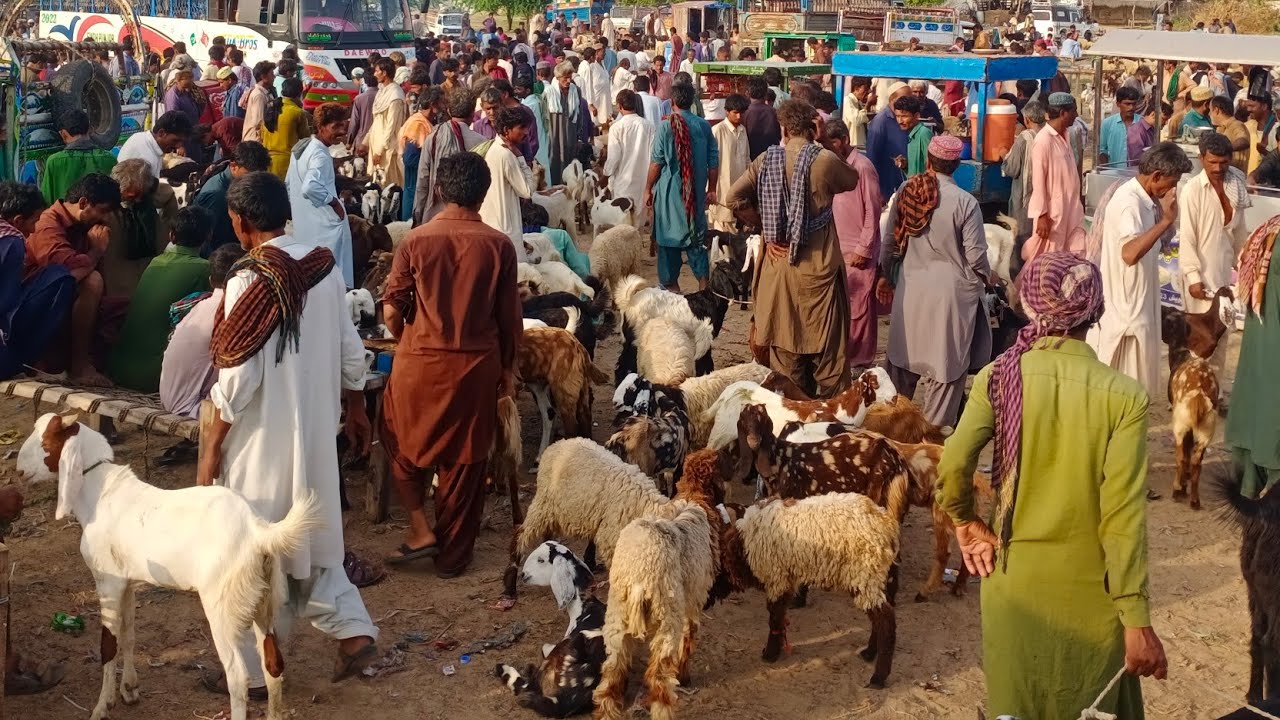Bakra Mandi Tharparkar buddy Bakra Mandi. islamkot City Bakre ki price. 😱