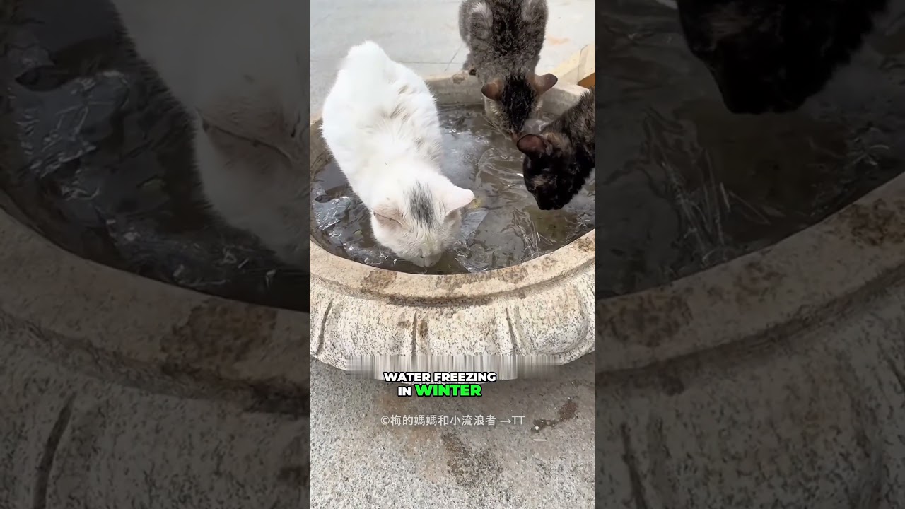 This Girl Built a Luxury Winter Home for Stray Cats!