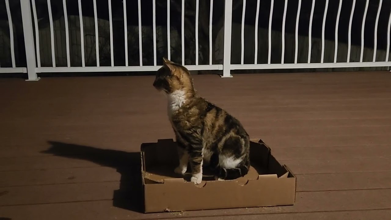 He's a stray in our area and he comes everyday for food. He's very sweet. 