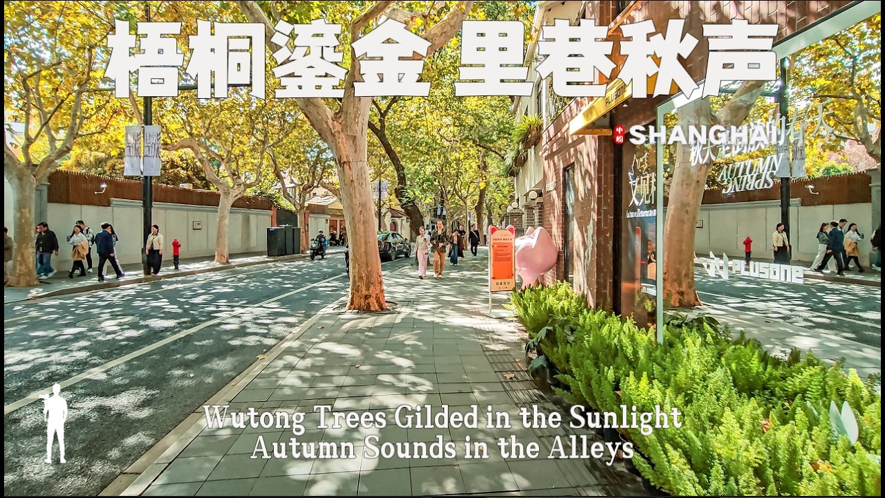 Strolling under the golden autumn plane trees in the French Concession, Shanghai, China. 4K HDR