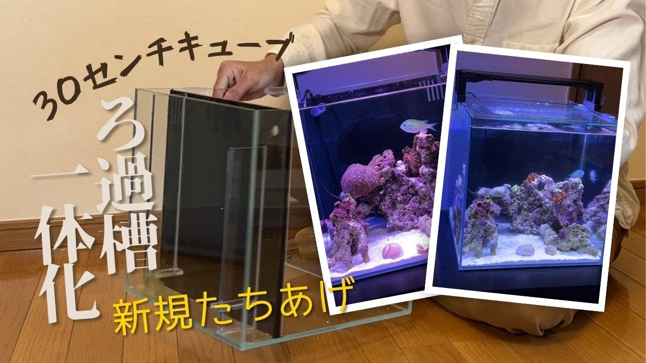 ろ過槽一体化水槽でスマートに始めるマリンアクアリウム/30センチ水槽新規立ち上げ