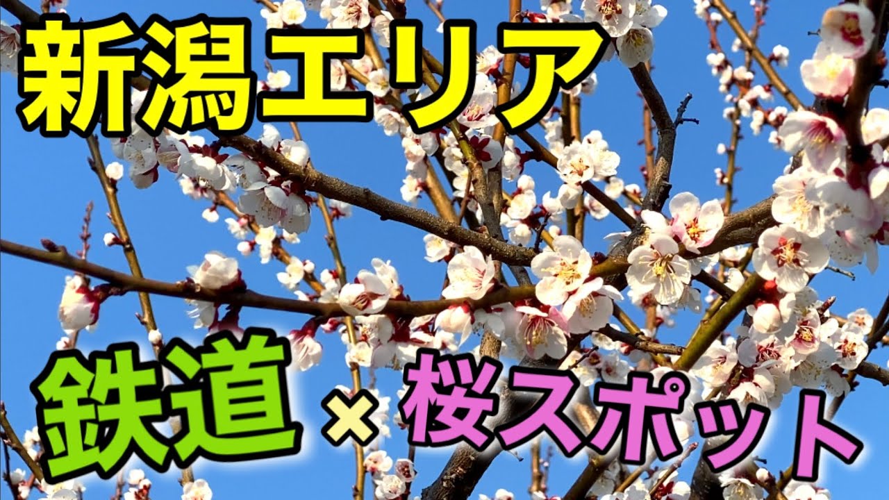 新潟エリアの鉄道×桜スポット2023！