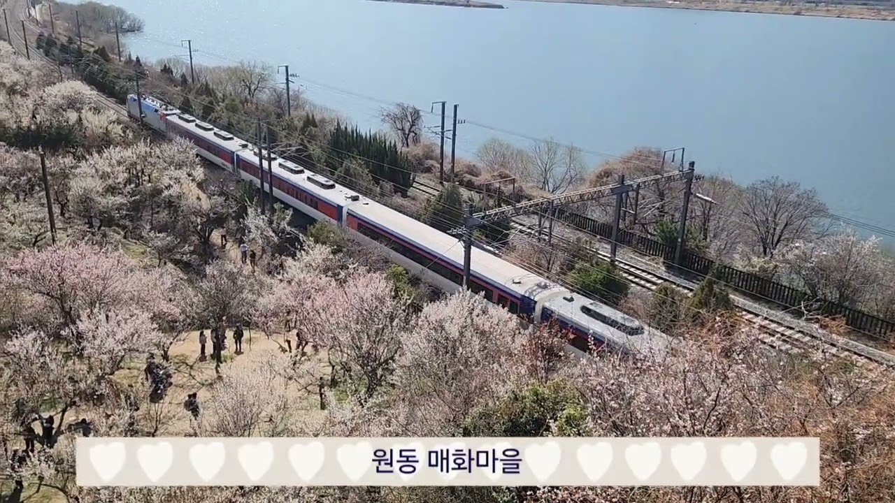 #양산  원동 순매원 매화축제^^