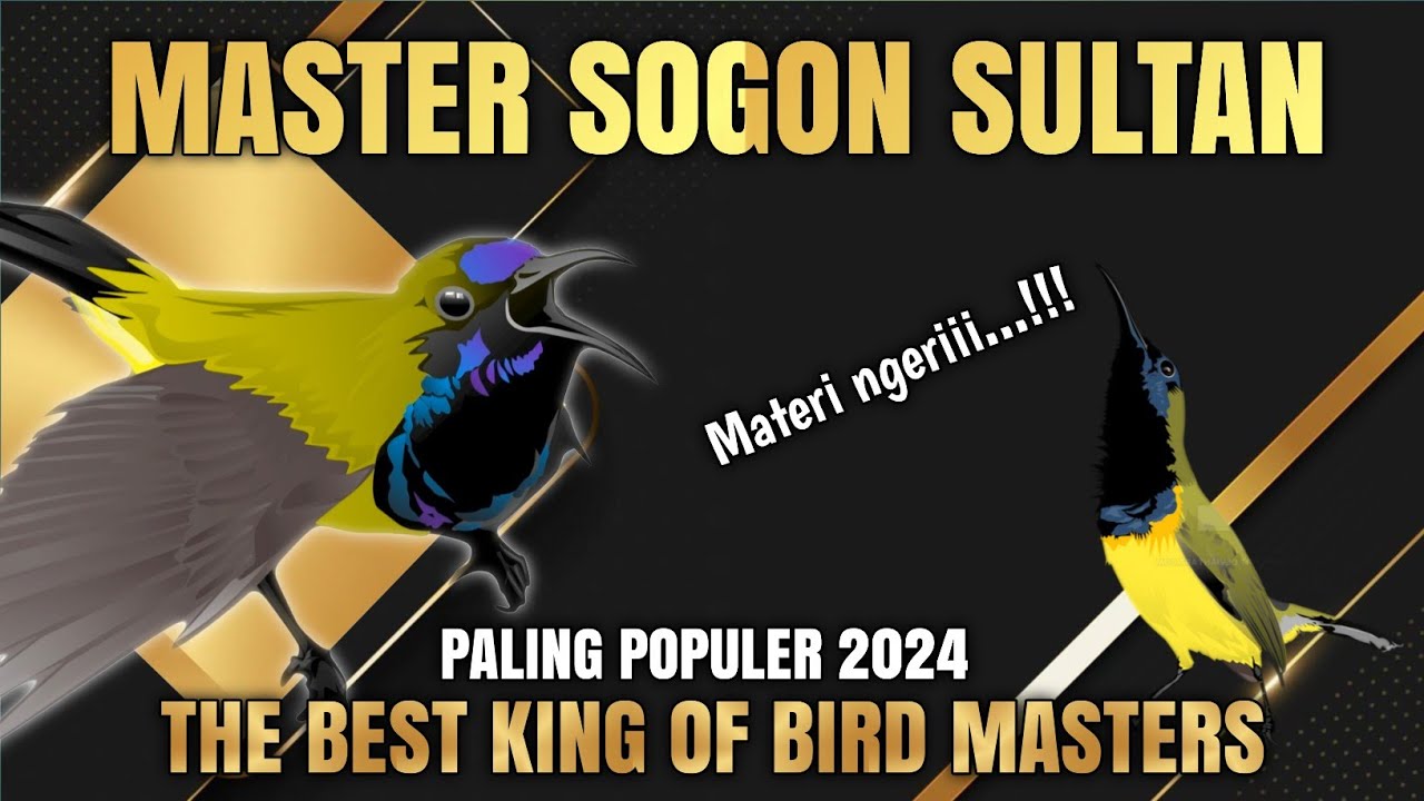 Paling ngeriii‼️ MASTER SOGON SUPER MEWAH || The best king of masters bird