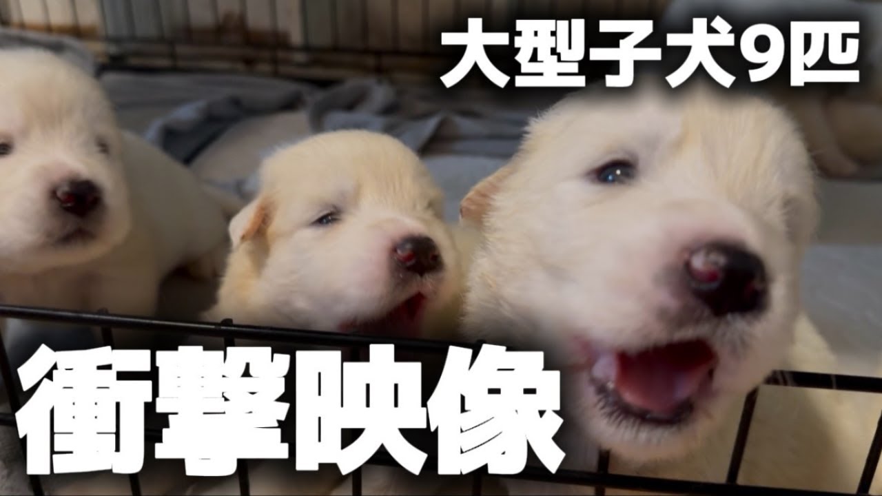子犬9匹の食事が衝撃的すぎましたｗ【サモエド】【グレートピレニーズ】【子犬】