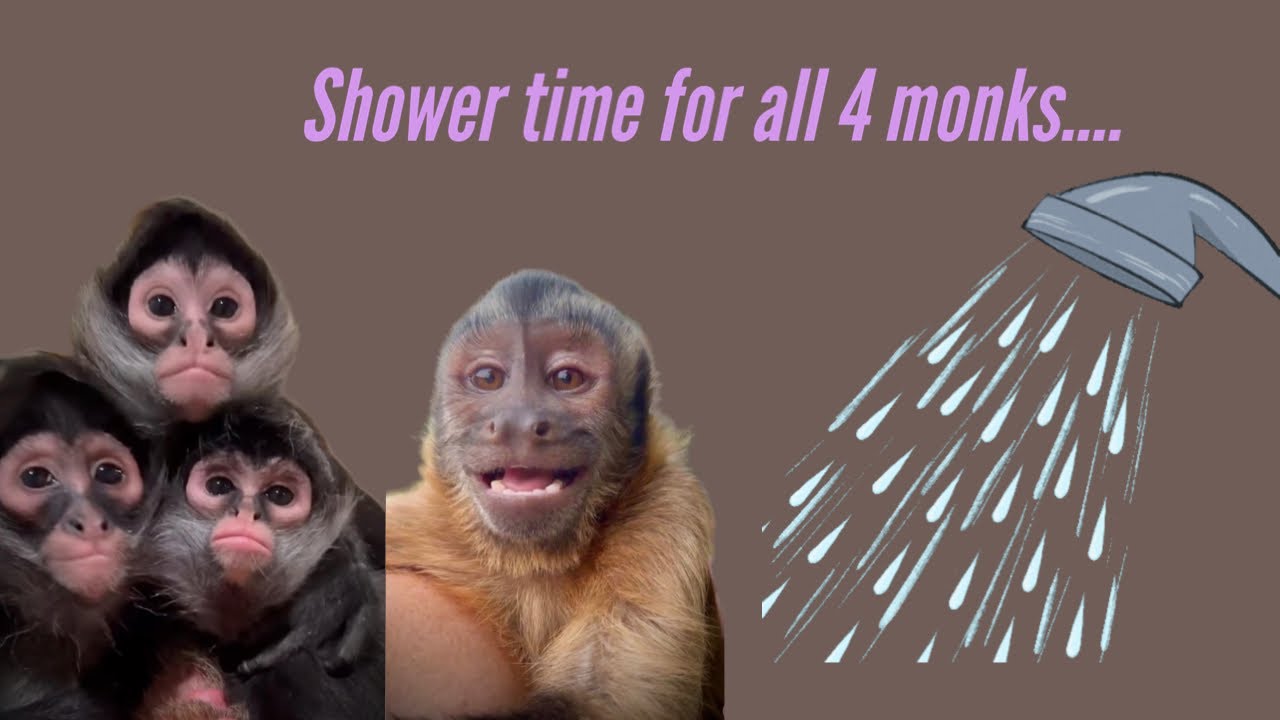 Shower time🧼 #shower #monkey #good #clean #fun #happy #fyp #spidermonkey #capuchin #washup