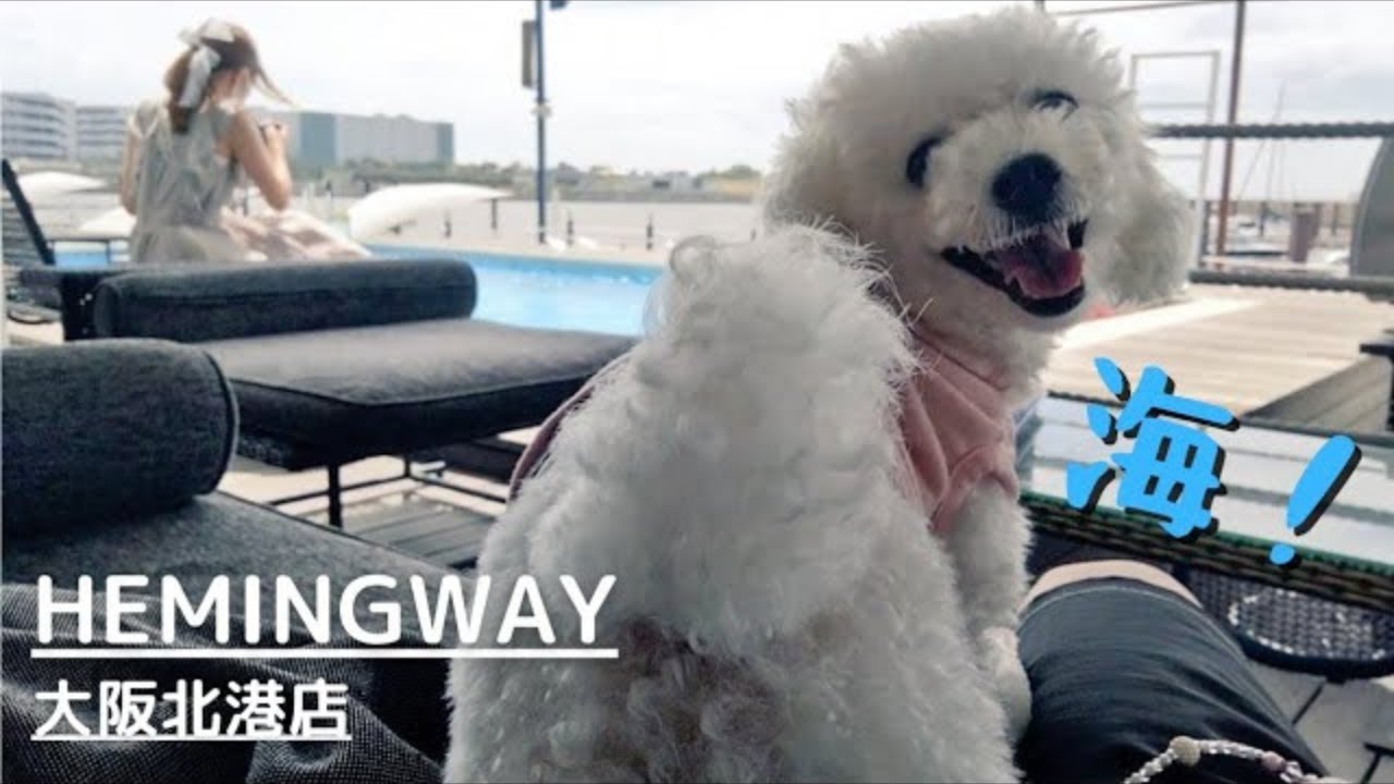 【HEMINGWAY（ヘミングウェイ）】大阪北港マリーナの海を眺めながら、犬連れで食事が楽しめるお店［再アップ］
