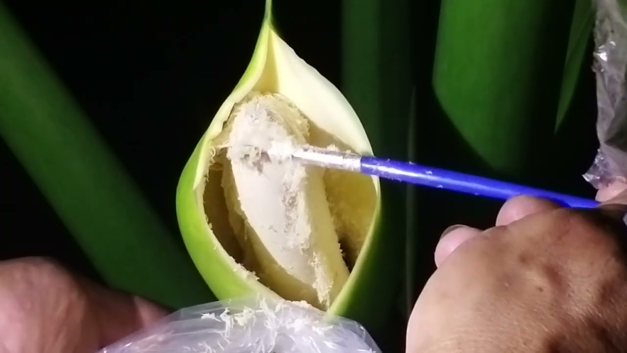 Proper Method of Hand Pollinating Philodendron Selloum