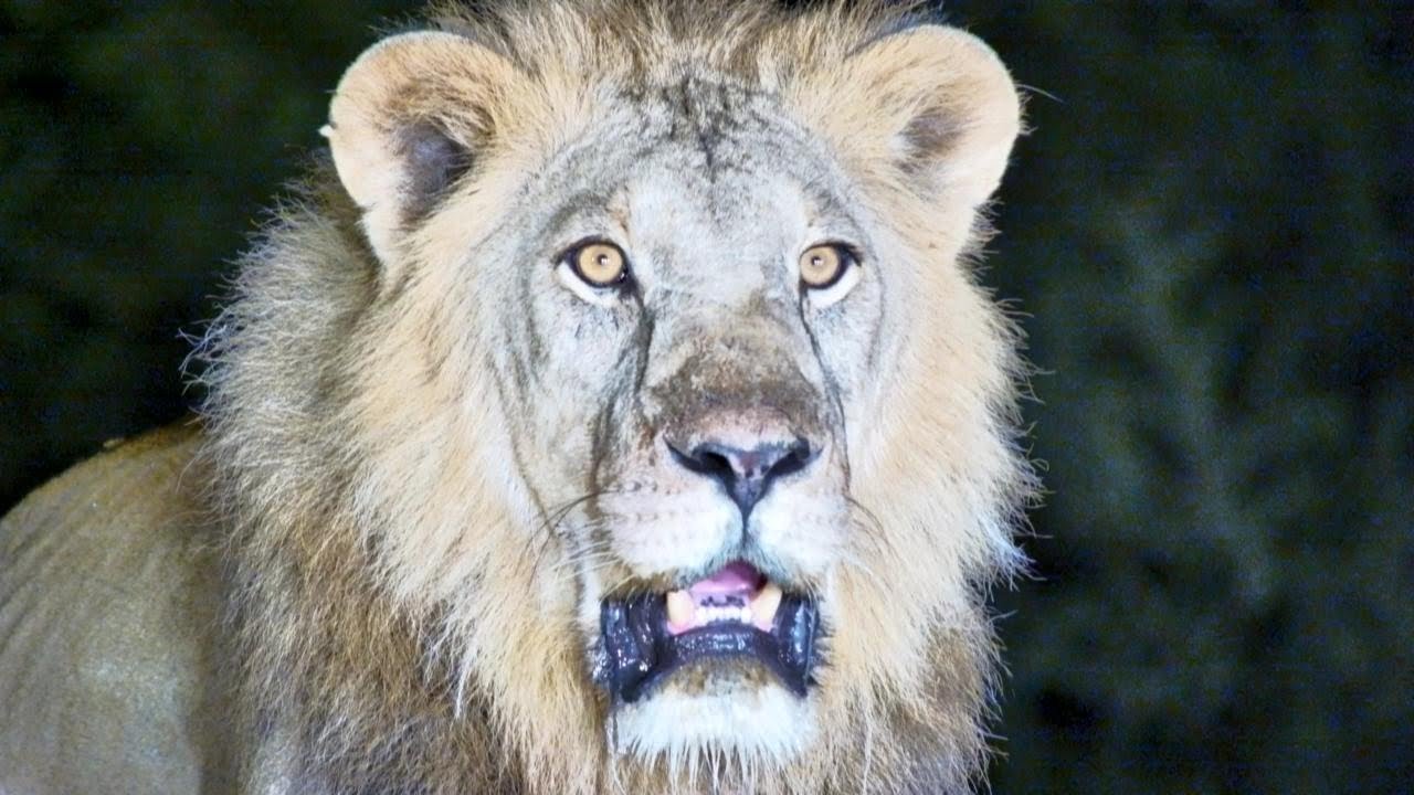 Best Lion Moments from Africam