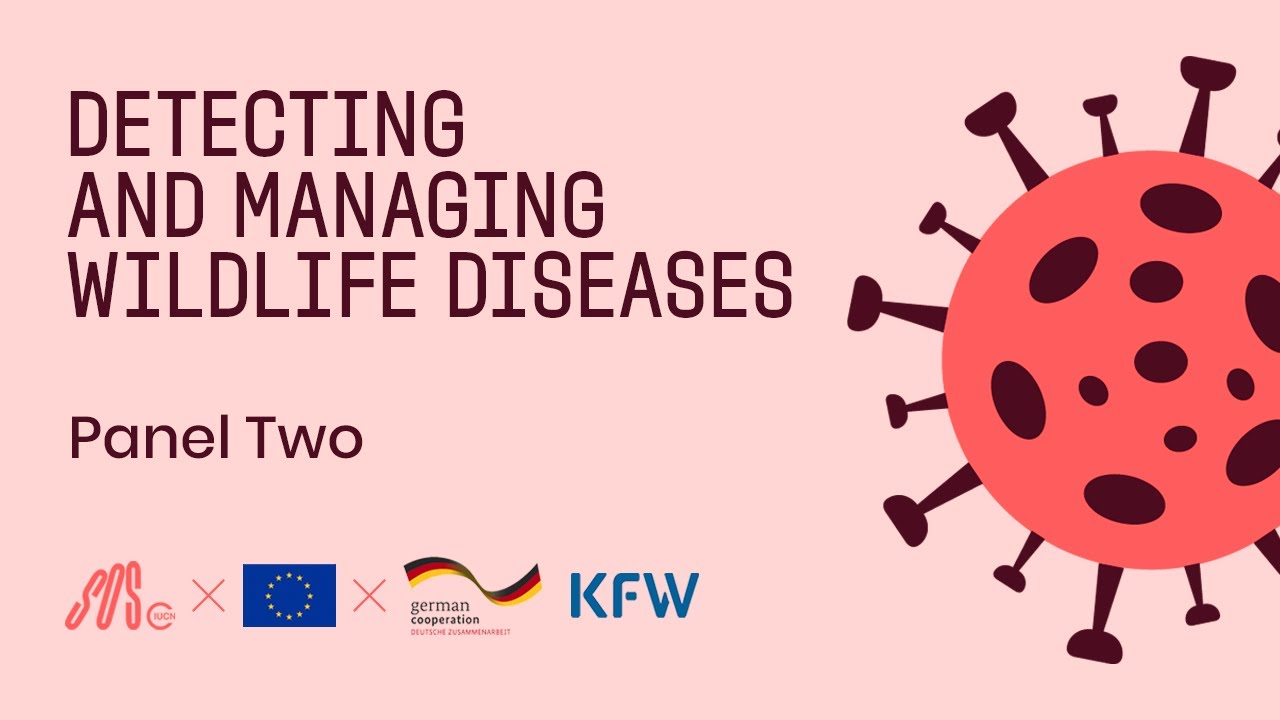 Detecting and Managing Wildlife Diseases: Panel Two - An IUCN Save Our Species Webinar