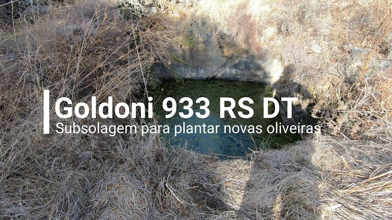 Goldoni 933 RS DT | Subsolar... como não há duas sem três... neste caso 5 oliveiras