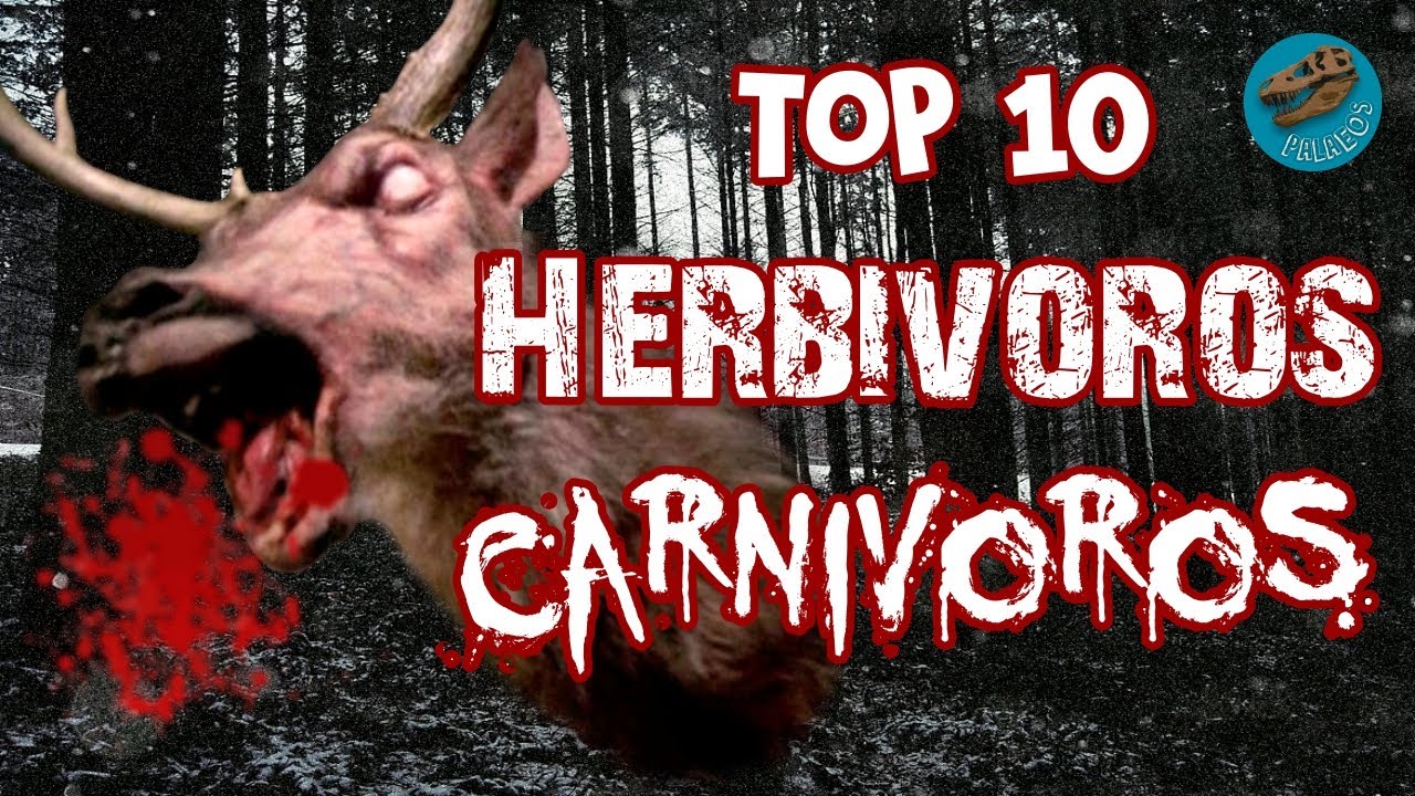 Top 10: Herb&iacute;voros carn&iacute;voros