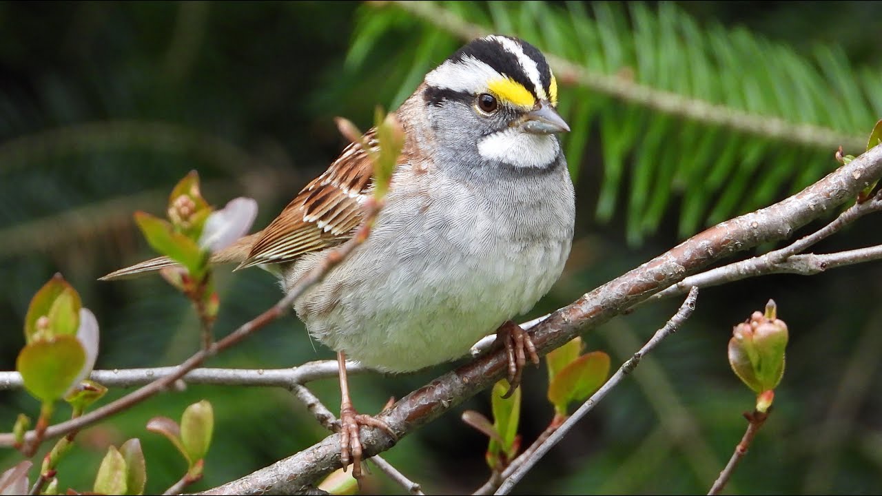 19 Oiseaux du Québec / 19 birds