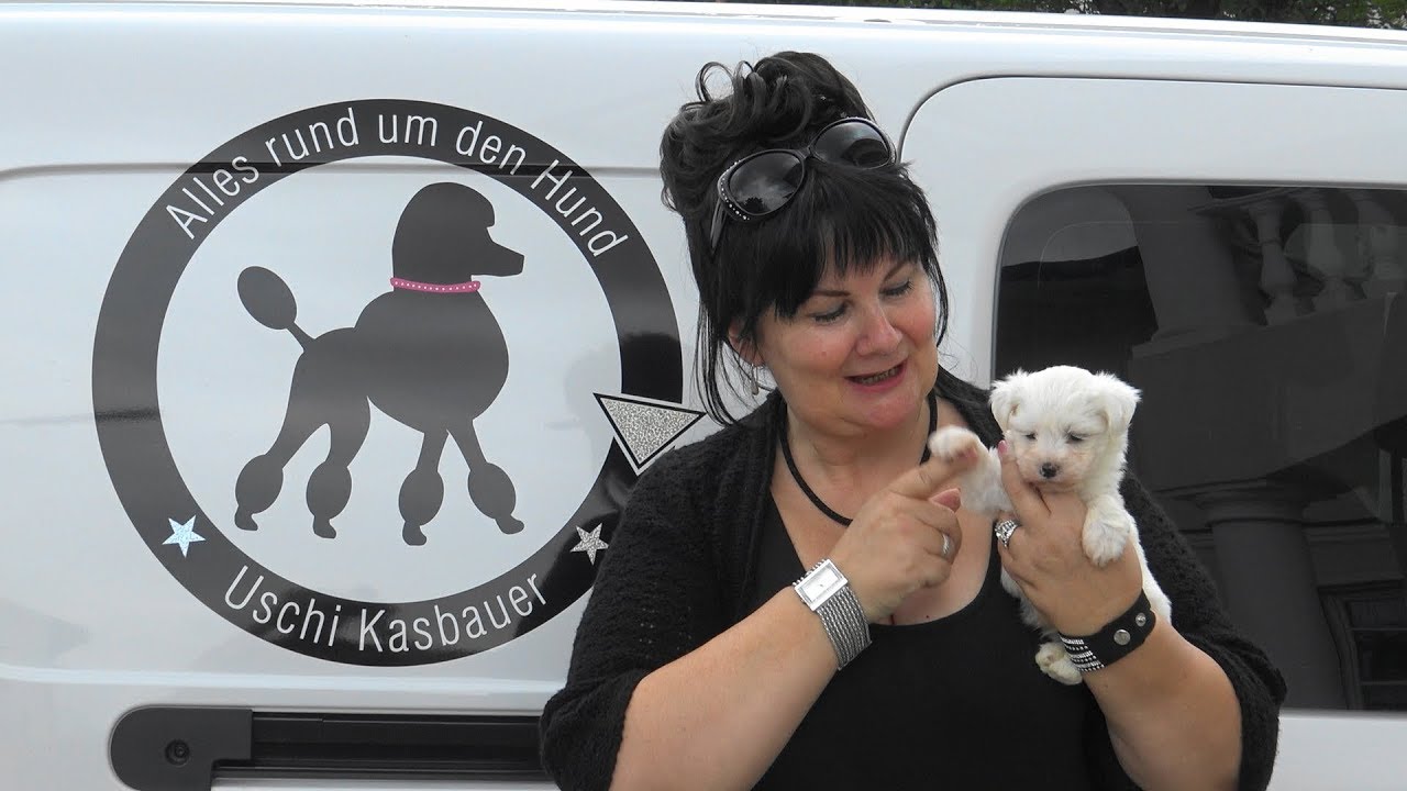 Maltipoo & Malteser Welpen im Vergleich www.welpenvermittlung-hunde.at