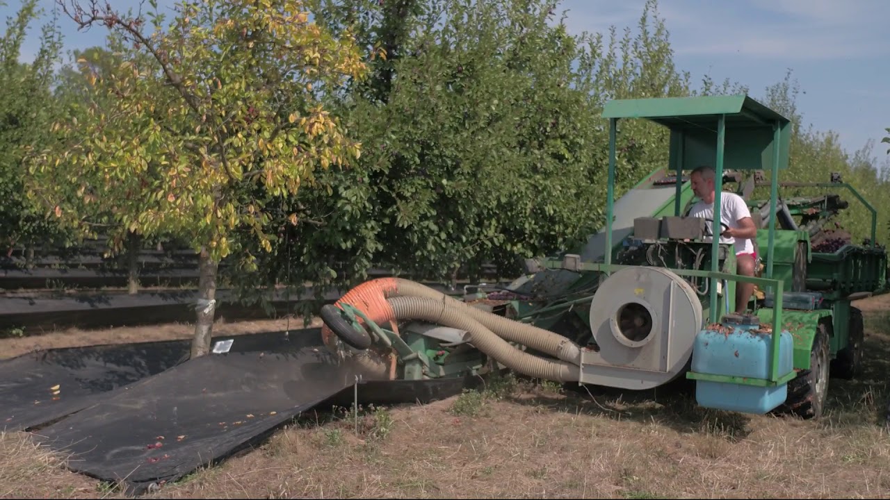 Récolte et transformation de la prune à Monteton