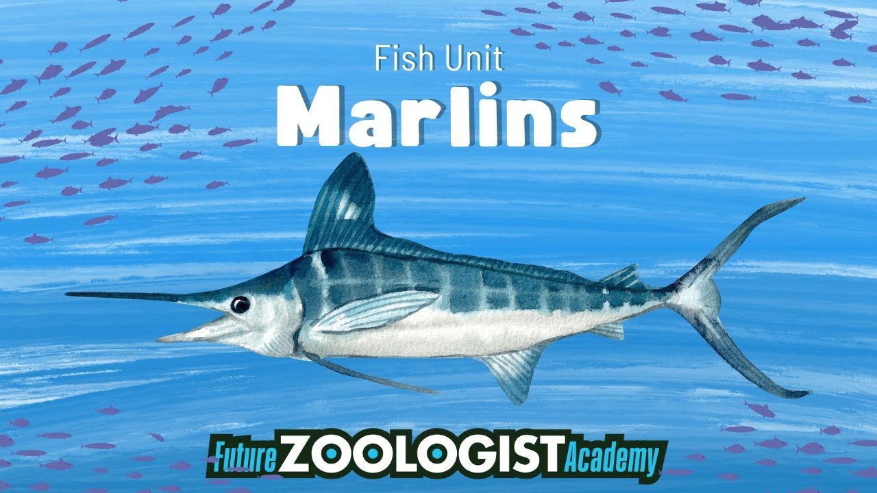 Marlins | The Fastest Fish in the World