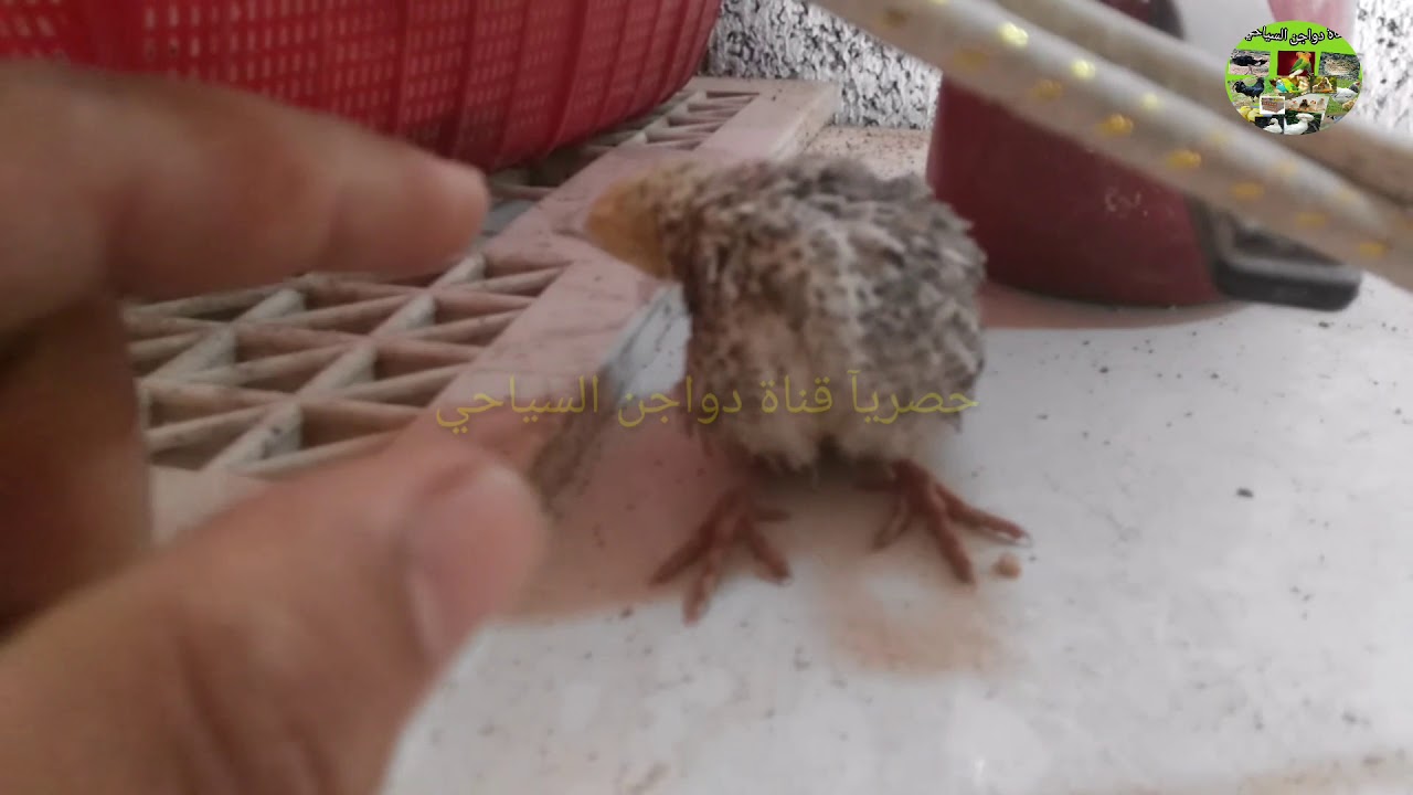 طير سمان مصاب بالنيوكاسل العصبي! الأعراض والوقايه شاهد الفيديو