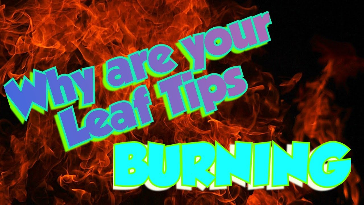 Burnt Leaf tips & how to Fix them