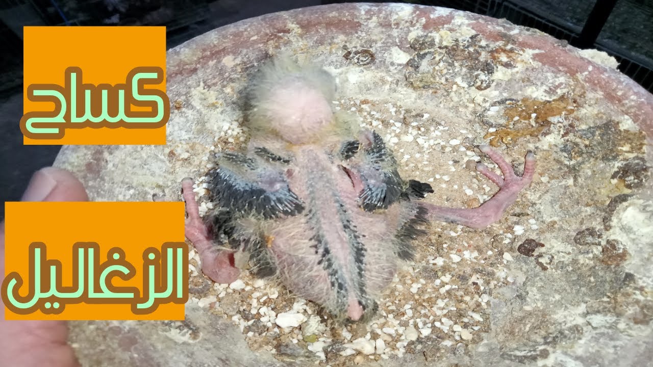 علاج كساح الزغاليل ونقص الكلسيم