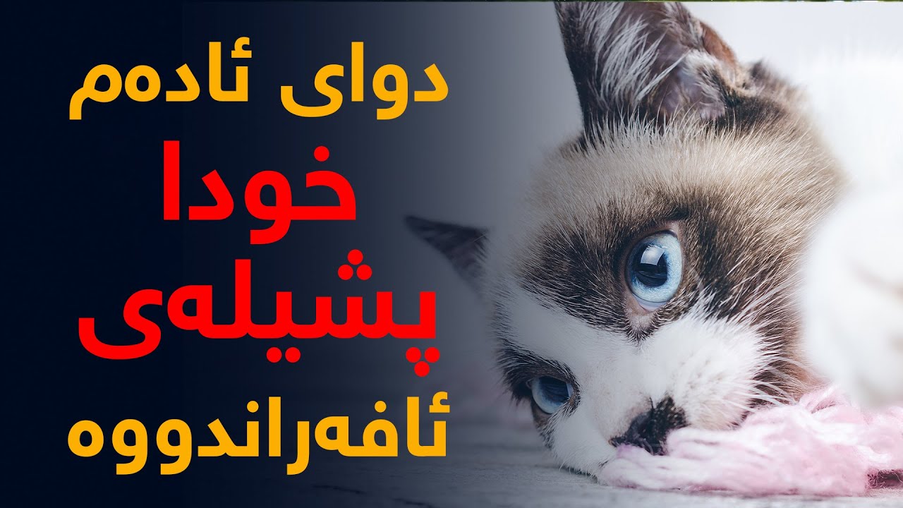 پشیلەكانی خودا، هەر كاتێك پشیلەیەك دەبینن، دووجار بیری لێ بكەنەوە